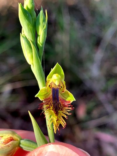 Calochilus campestris, photographed by Lukas Clews