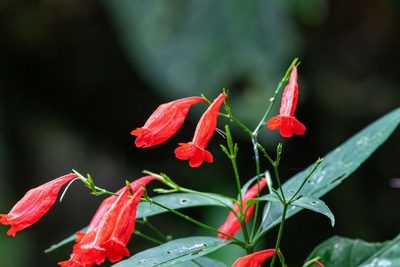 Ruellia brevifolia, photographed by Thibaud Aronson