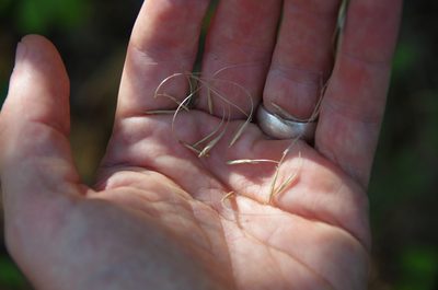 Elymus interruptus, photographed by Eric Knight