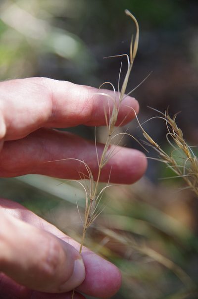 Elymus interruptus, photographed by Eric Knight