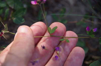Lespedeza texana, photographed by Eric Knight