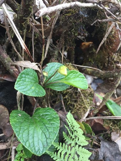 Viola kauaensis, photographed by Scott Loarie