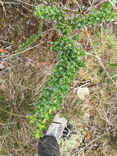 Coprosma elliptica, photographed by Scott Loarie