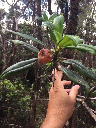 Clermontia fauriei, photographed by Scott Loarie