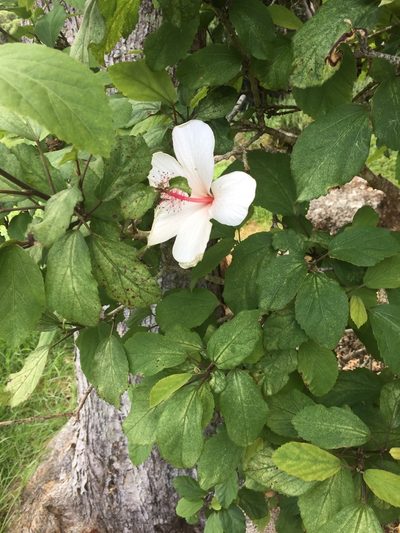 Hibiscus waimeae, photographed by Scott Loarie