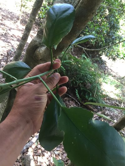Claoxylon sandwicense, photographed by Scott Loarie