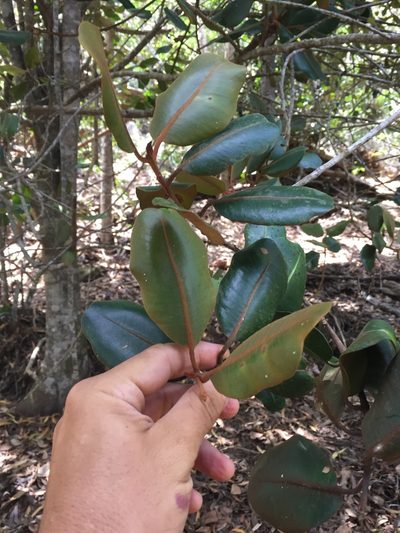 Planchonella sandwicensis, photographed by Scott Loarie