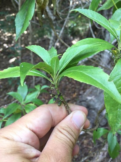 Scaevola procera, photographed by Scott Loarie