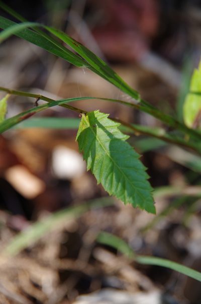 Tragia nigricans, photographed by Eric Knight