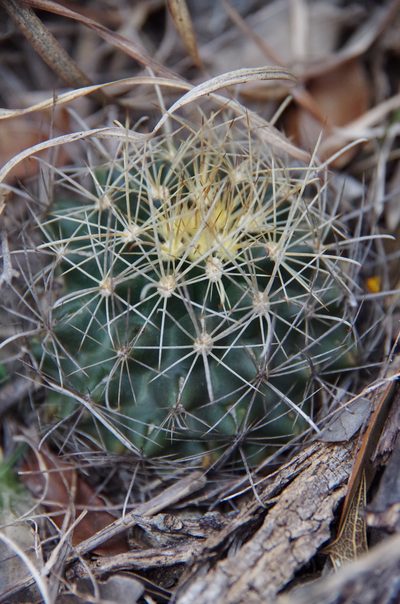 Sclerocactus brevihamatus, photographed by Eric Knight