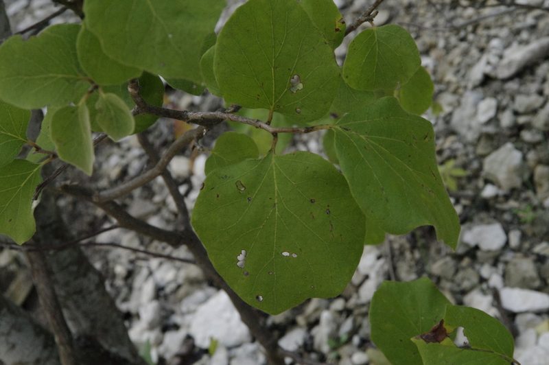 Styrax platanifolius, photographed by Eric Knight