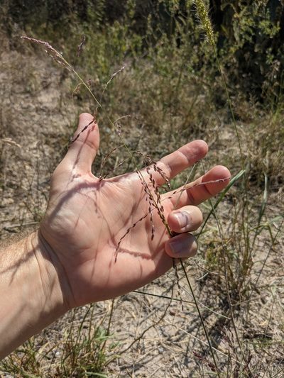 Triplasiella eragrostoides, photographed by Cleveland Powell