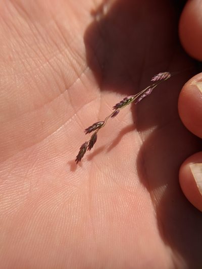 Triplasiella eragrostoides, photographed by Cleveland Powell