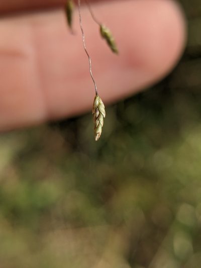 Eragrostis trichodes, photographed by Cleveland Powell