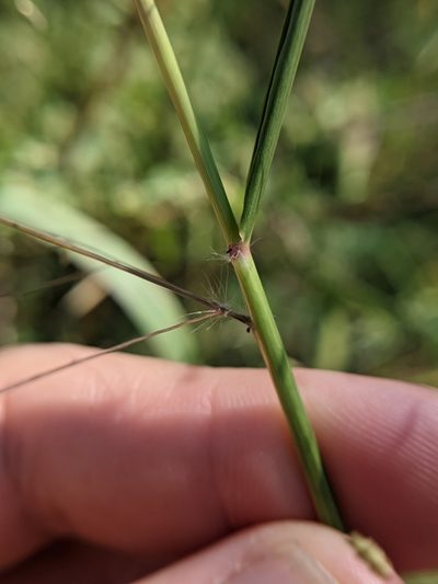 Eragrostis trichodes, photographed by Cleveland Powell