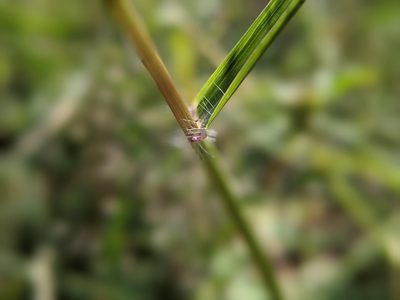 Eragrostis trichodes, photographed by Cleveland Powell