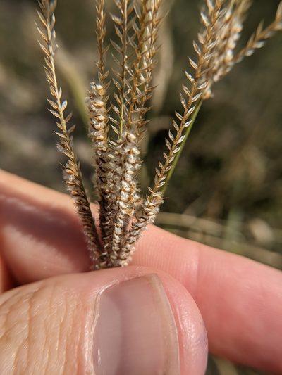 Stapfochloa ciliata, photographed by Cleveland Powell