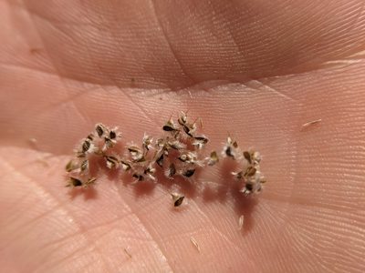 Stapfochloa ciliata, photographed by Cleveland Powell