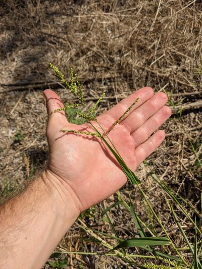Urochloa fusca, photographed by Cleveland Powell