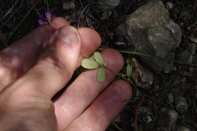 Lespedeza texana, photographed by Eric Knight
