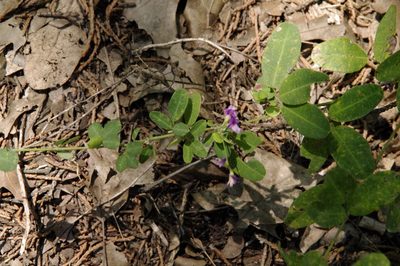 Lespedeza texana, photographed by Eric Knight