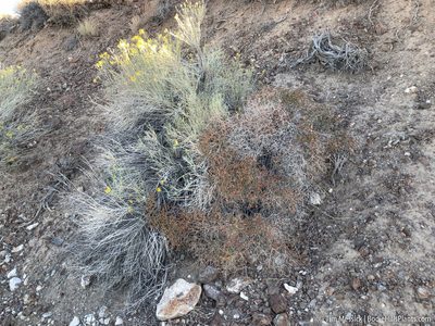 Eriogonum heermannii, photographed by Tim Messick