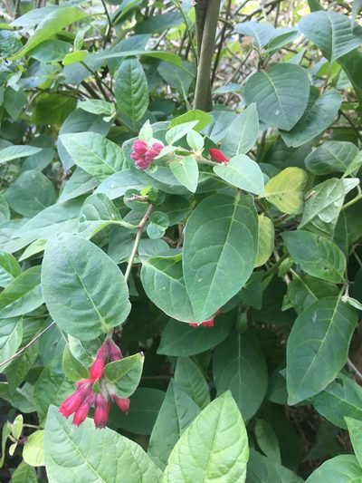 Cestrum fasciculatum, photographed by Jon Sullivan