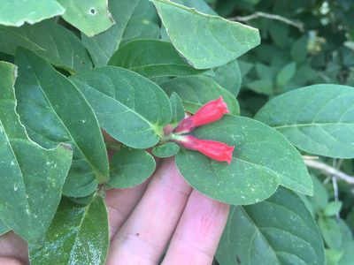 Cestrum fasciculatum, photographed by Jon Sullivan