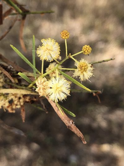 Acacia victoriae, photographed by elawrey