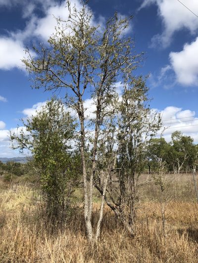 Dolichandrone alternifolia, photographed by elawrey