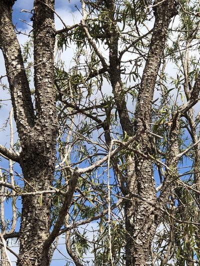 Dolichandrone alternifolia, photographed by elawrey
