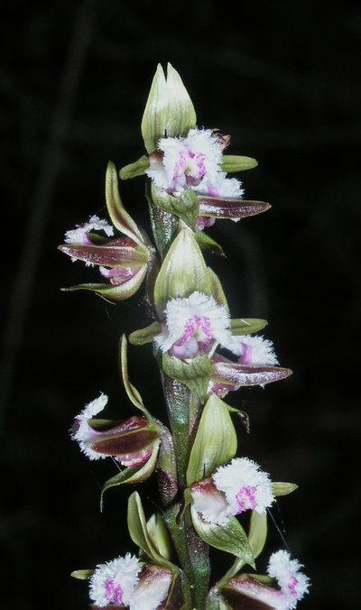 Prasophyllum fimbria, photographed by desertnaturalist