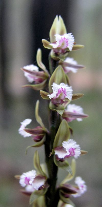 Prasophyllum fimbria, photographed by desertnaturalist