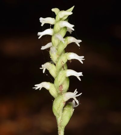 Spiranthes ovalis, photographed by skitterbug