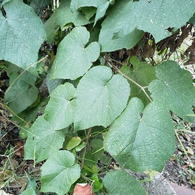 Vitis cinerea, photographed by Robert Hoard
