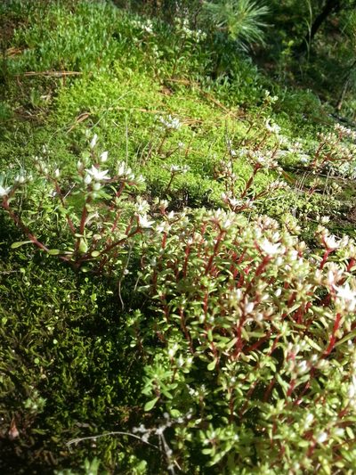 Sedum jaliscanum, photographed by Obed Palagot Echavarria