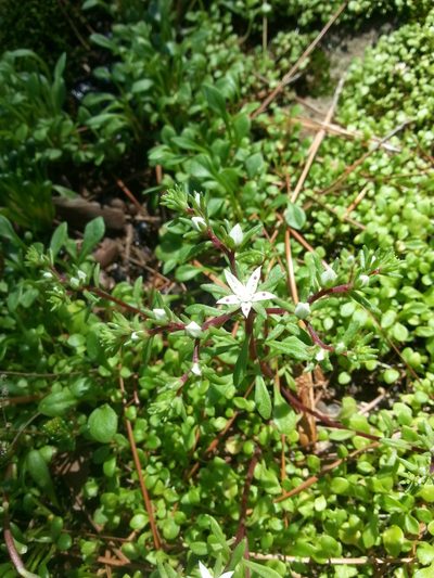 Sedum jaliscanum, photographed by Obed Palagot Echavarria