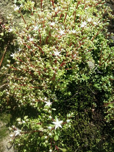 Sedum jaliscanum, photographed by Obed Palagot Echavarria