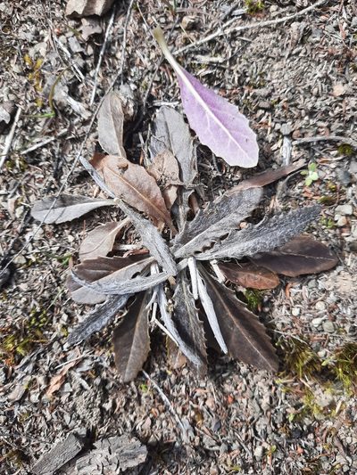 Senecio dunedinensis, photographed by Alice Shanks