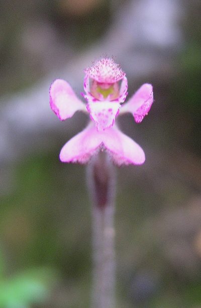 Caladenia nana, photographed by desertnaturalist
