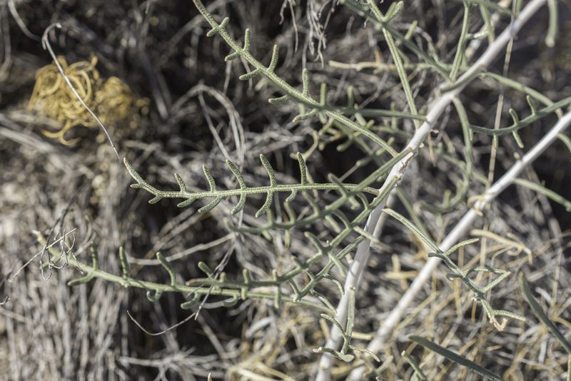 Mentzelia humilis, photographed by Craig Martin