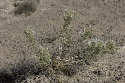 Mentzelia humilis, photographed by Craig Martin