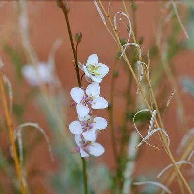 Arabidella trisecta, photographed by Kym Nicolson