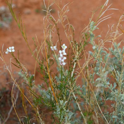 Arabidella trisecta, photographed by Kym Nicolson
