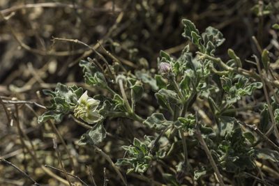 Chamaesaracha sordida, photographed by Craig Martin