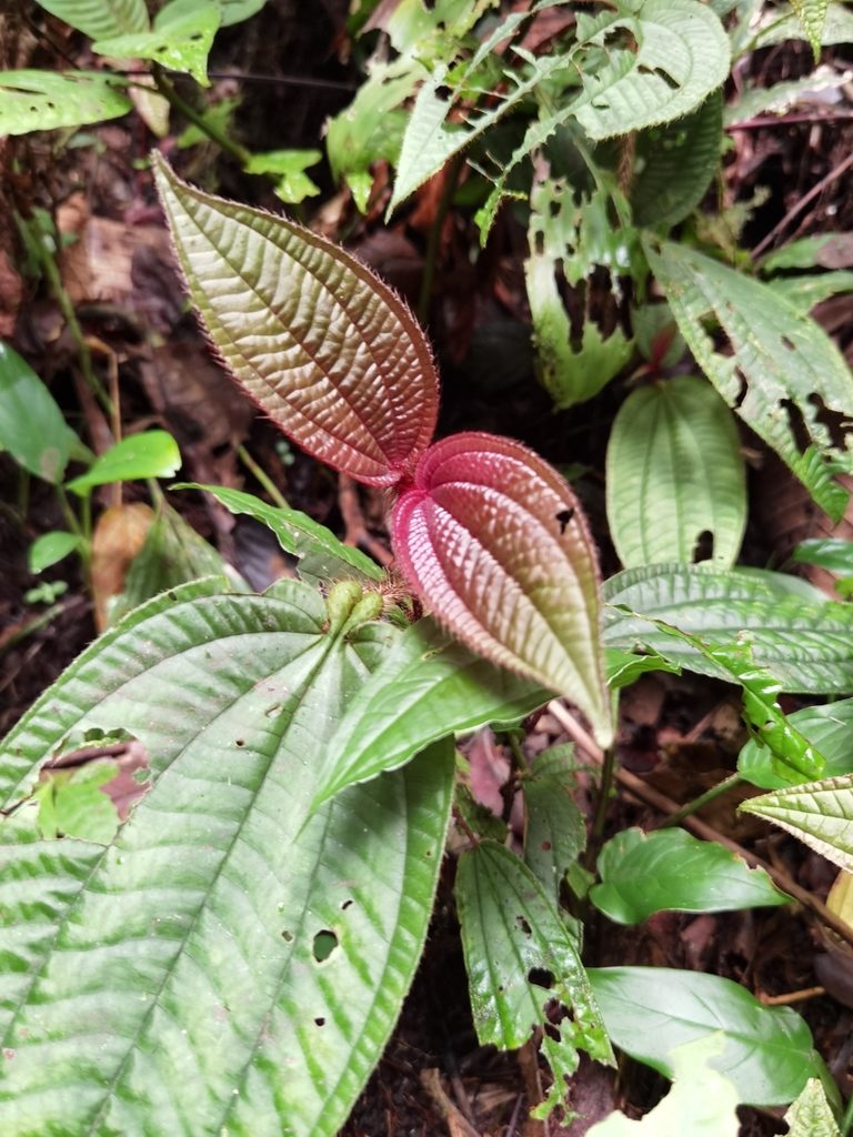 Miconia formicosetosa, photographed by Eduardo Chacón Madrigal