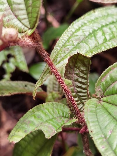 Miconia formicosetosa, photographed by Eduardo Chacón Madrigal