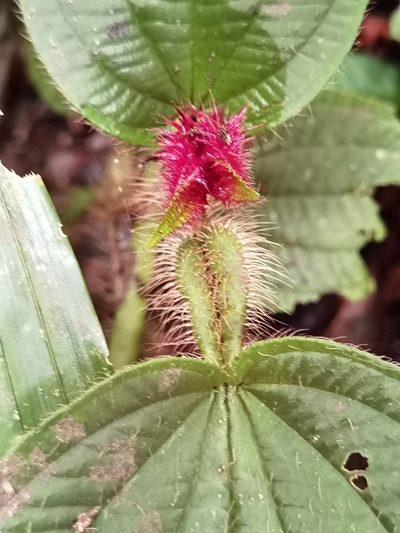 Miconia formicosetosa, photographed by Eduardo Chacón Madrigal