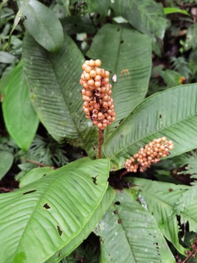 Ardisia wedelii, photographed by Eduardo Chacón Madrigal