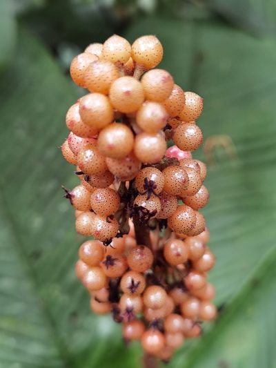 Ardisia wedelii, photographed by Eduardo Chacón Madrigal